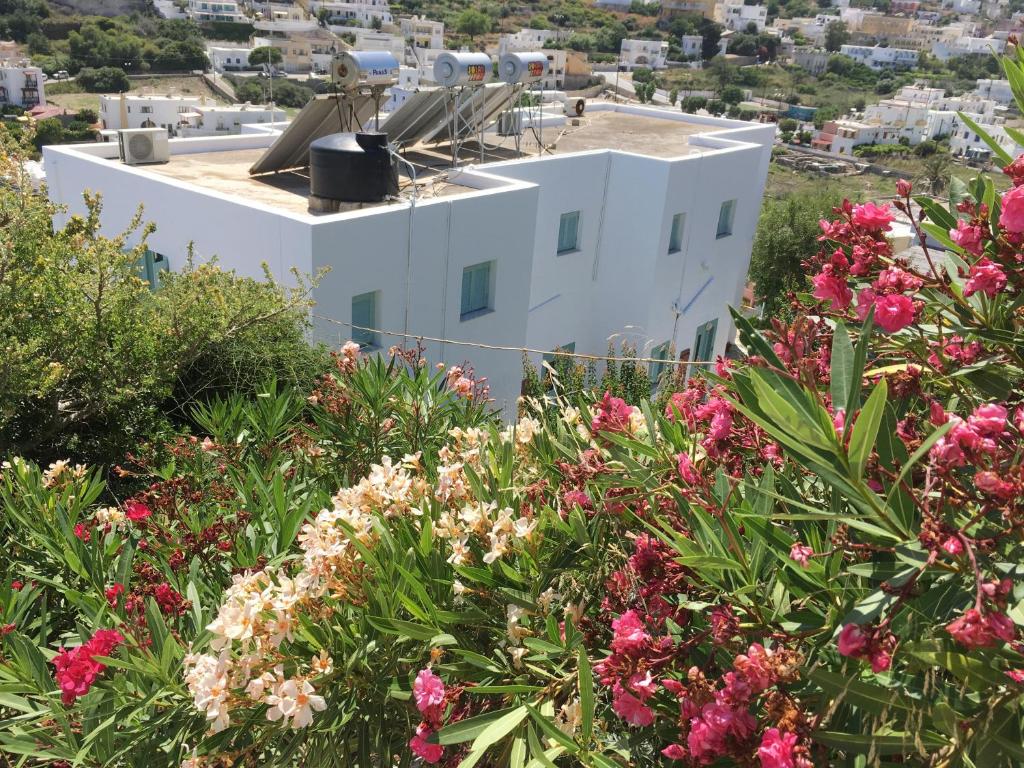 Asterias photo 4