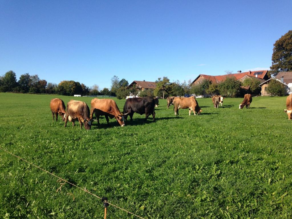 Mockenhof photo 2