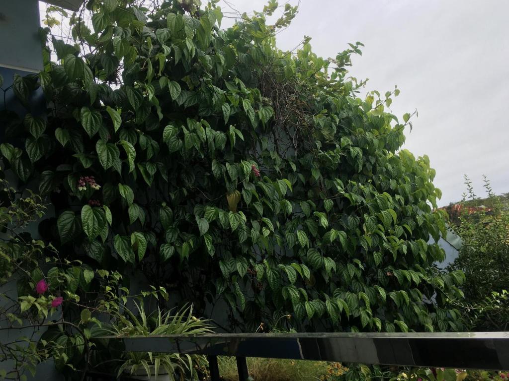 Cherry Garden Homestay