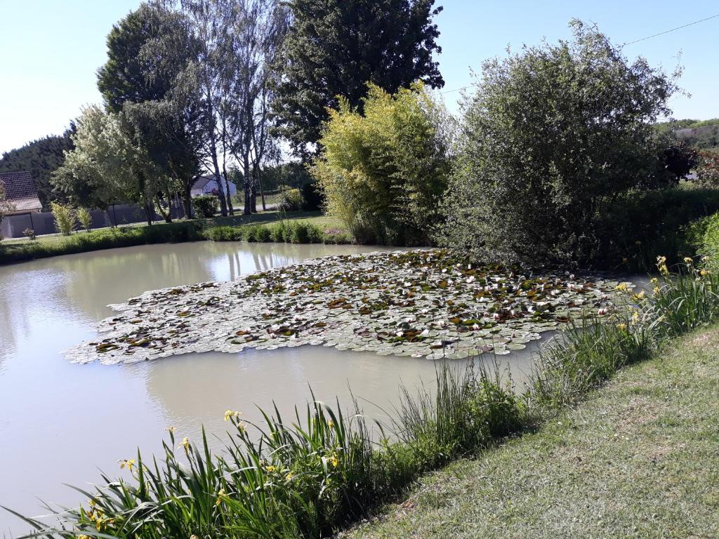 Les ROSEAUX A la Campagne au centre des chateaux de la Loire photo 2