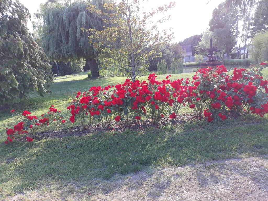 Les ROSEAUX A la Campagne au centre des chateaux de la Loire photo 3