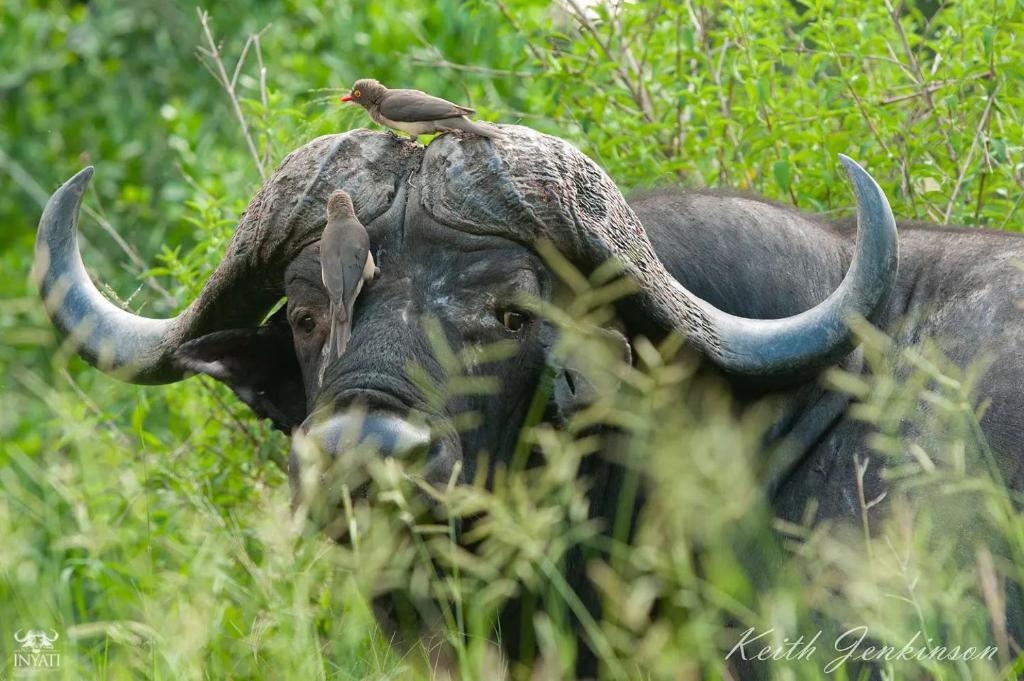 Inyati Game Lodge