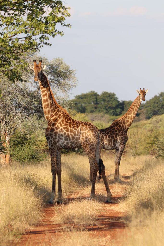Ngangane Lodge & Reserve photo 3