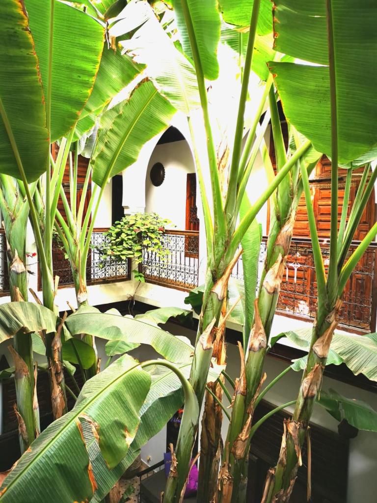 Riad Mehdia photo 4