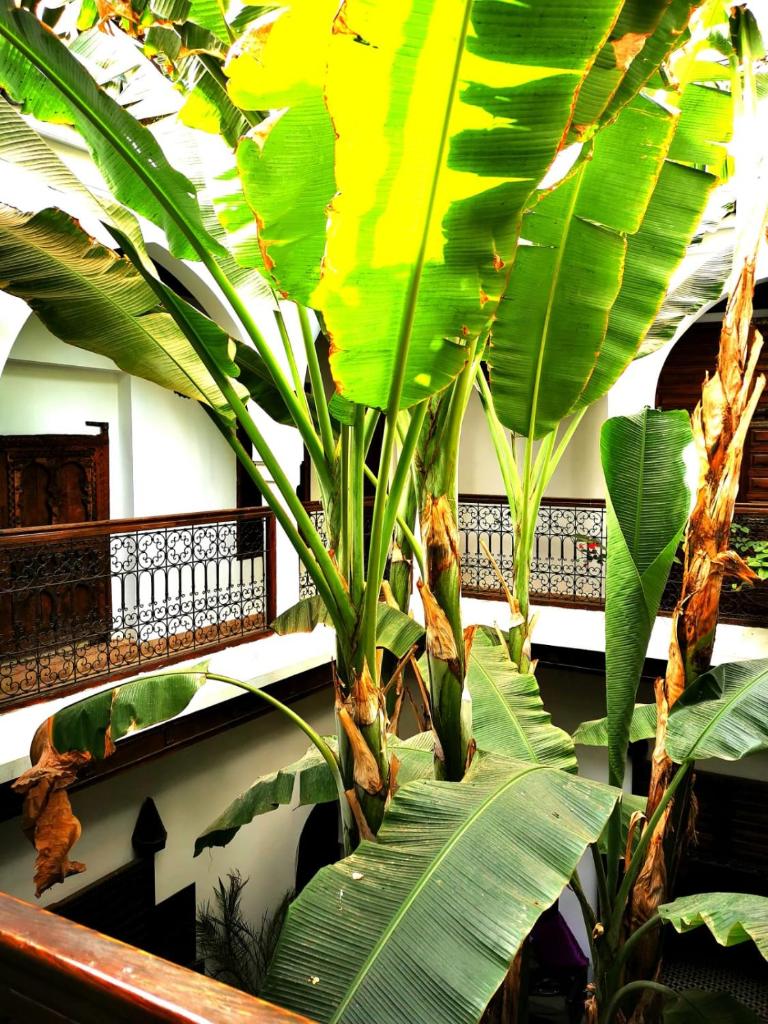 Riad Mehdia photo 1