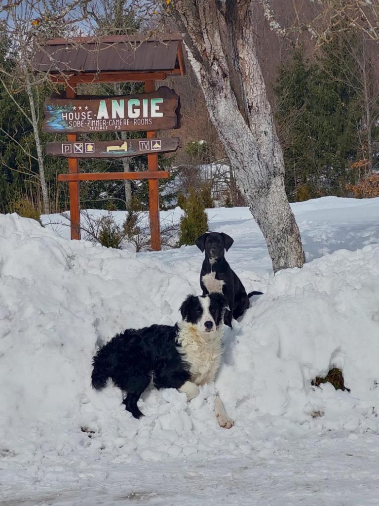 House Angie photo 1