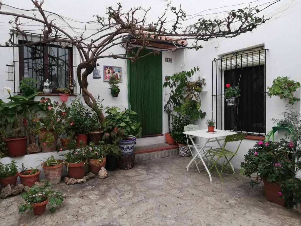 La buganvilla de Juana y Antonio photo 2