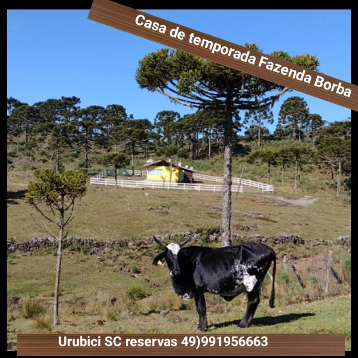 Casa e cabana de campo Fazenda Borba photo 2
