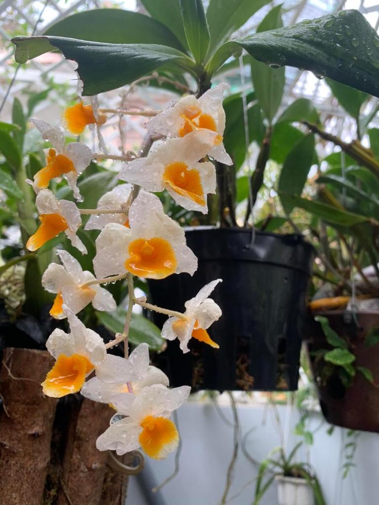 Home Stay Sen biển photo 4