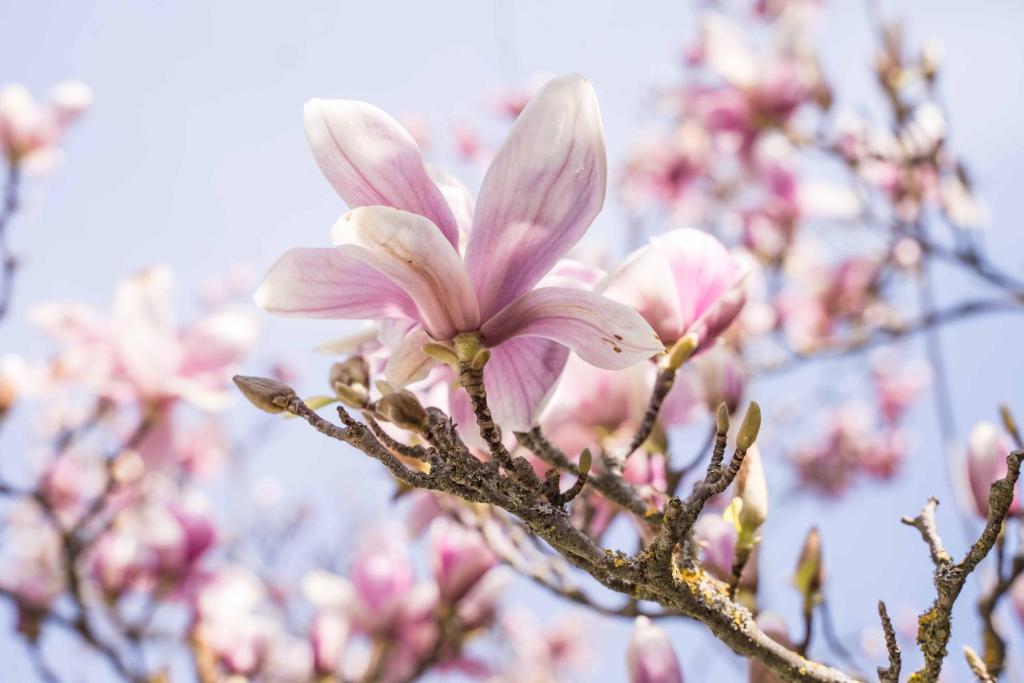 La Magnolia photo 2