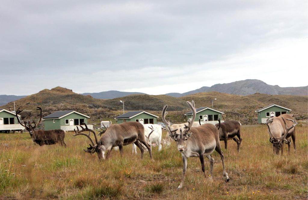 Nordkapp Camping photo 3