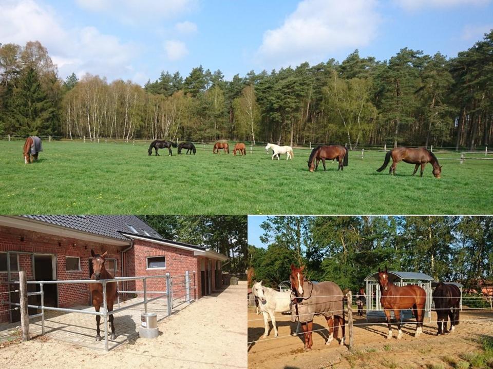 Aktivstall Soltau photo 1