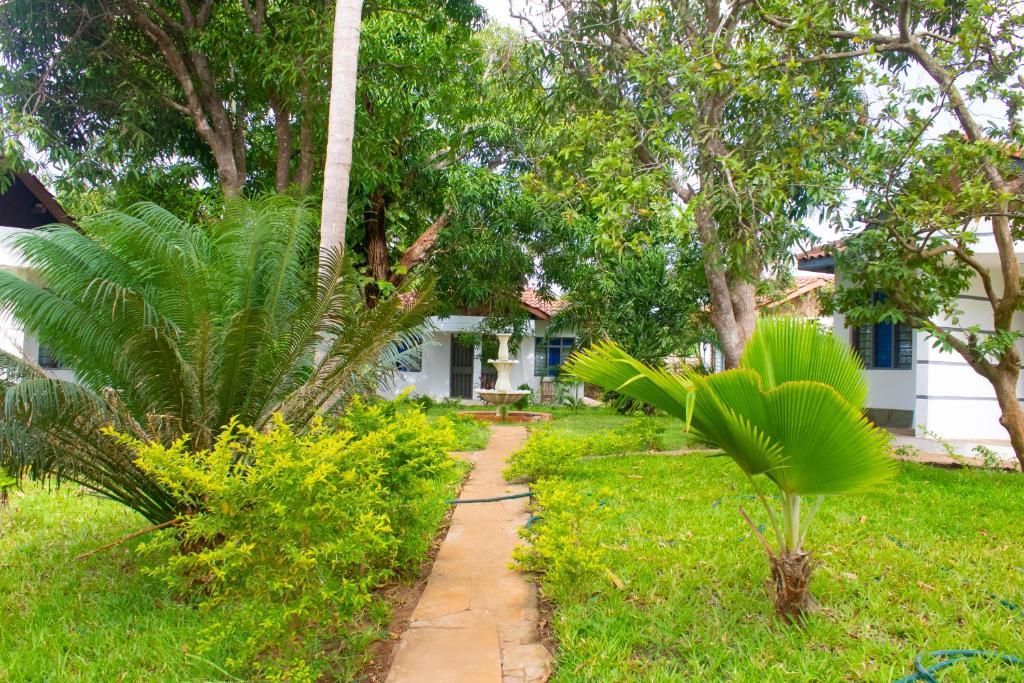 Cycad Palm Diani photo 4
