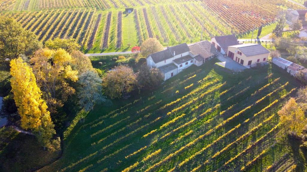 Les Vignes photo 1
