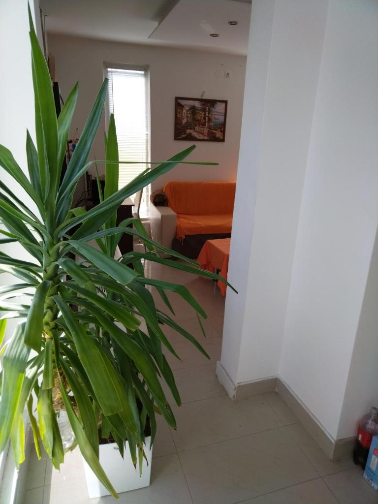 Ripanj photo 3