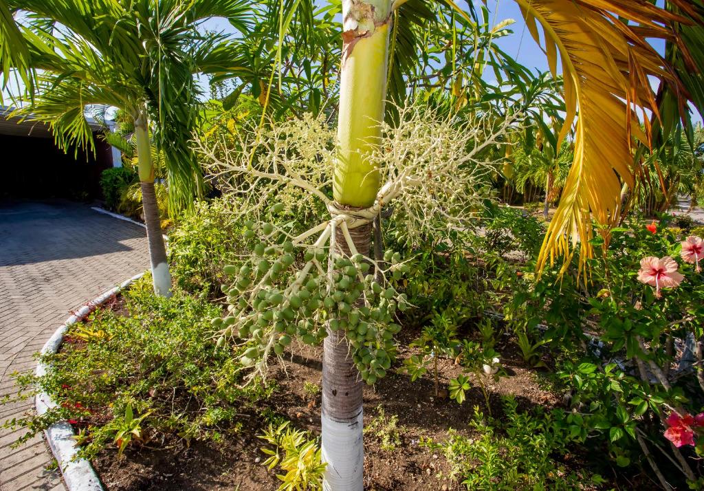 NATURE'S CHOICE HOME RICHMOND PALMS, JAMAICA photo 4