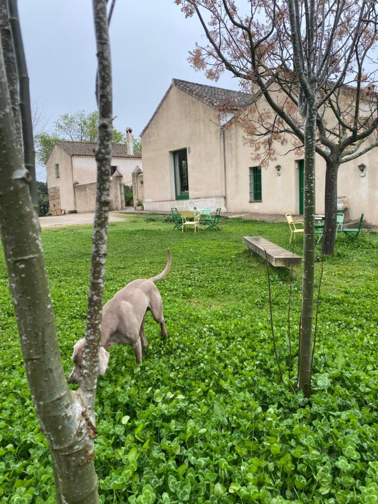 Casa Rural El Vihuelo photo 3