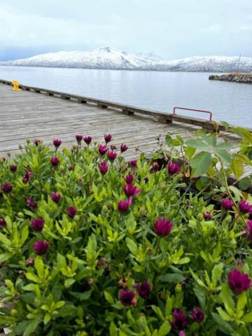 1. etg i Dampskipsbrygga, Lødingen havn photo 3