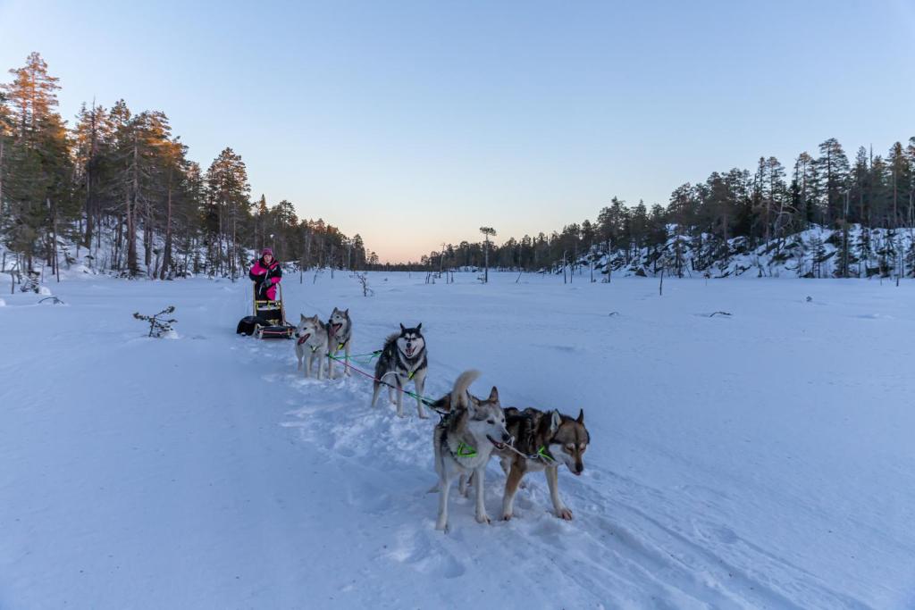 Old Pine Husky Lodge photo 2