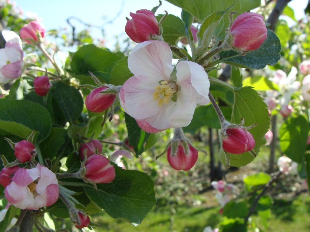 Aan het Singelhof - Bellefleur*** met sunshower en tuin photo 3