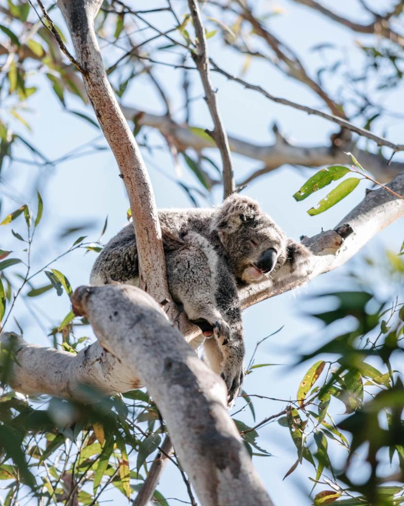 Port Stephens Koala Sanctuary photo 2