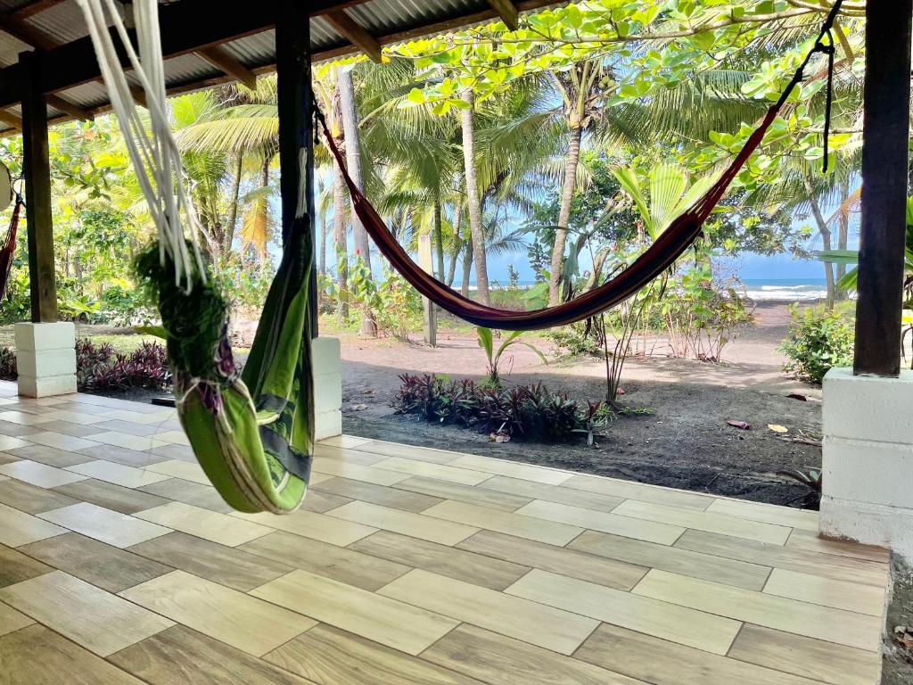 Casa turtle Bogue photo 3