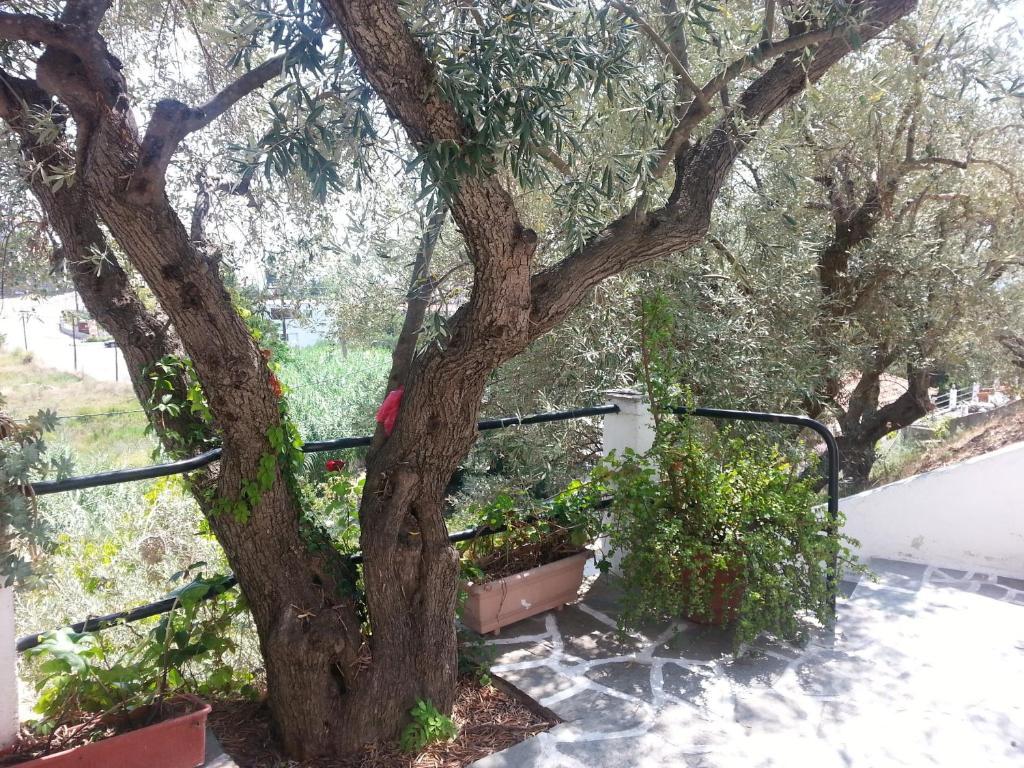 Adam's House photo 3