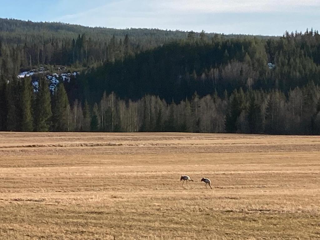 Röda Stugan photo 3