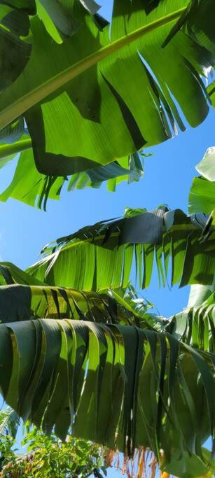 Ti coin jardin photo 3