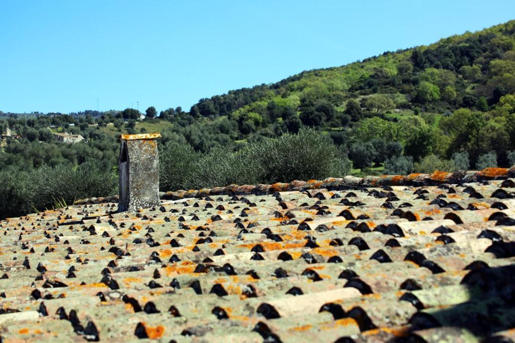 Masseria Procacci photo 4
