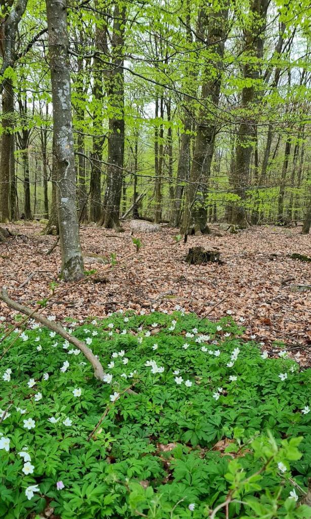 Lill Hagahus, Söderåsens Nationalpark photo 4