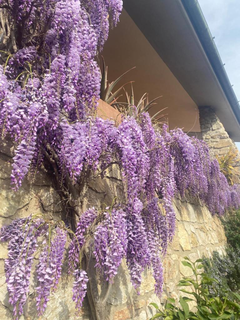 B&B Fior Di Toscana photo 2
