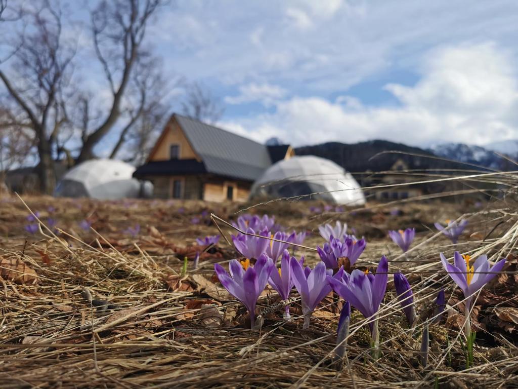 Glamp Siedlisko Kościelisko photo 3