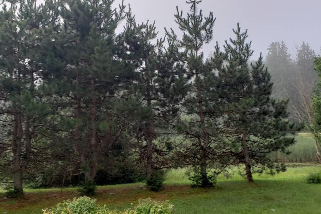 Chalet - Les Tourterelles - très agréable pour couple et famille . photo 4