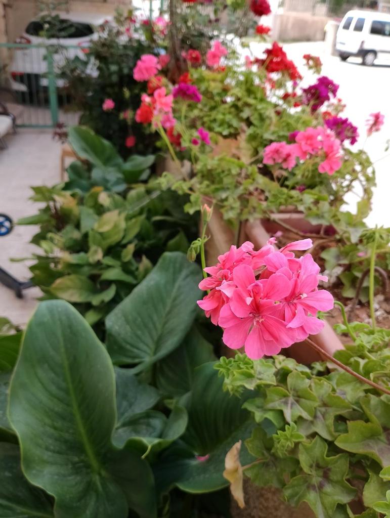 B&B at Palestinian home / Beit Sahour photo 3