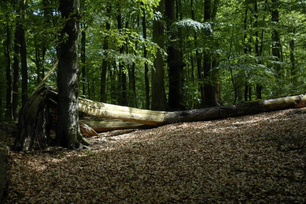 Tauchbasis Stechlin photo 3