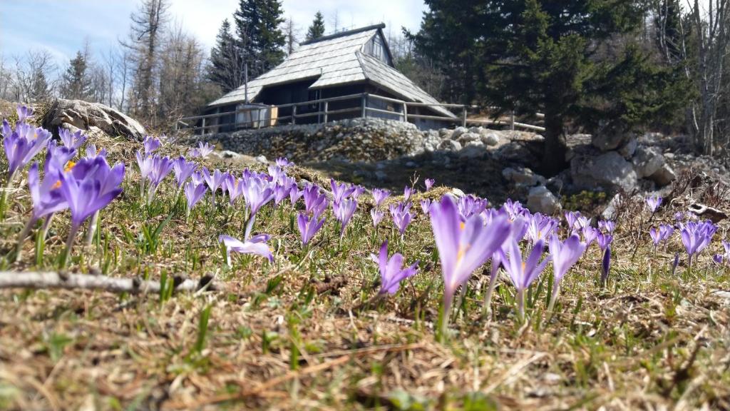 Chalet Pehta Velika Planina