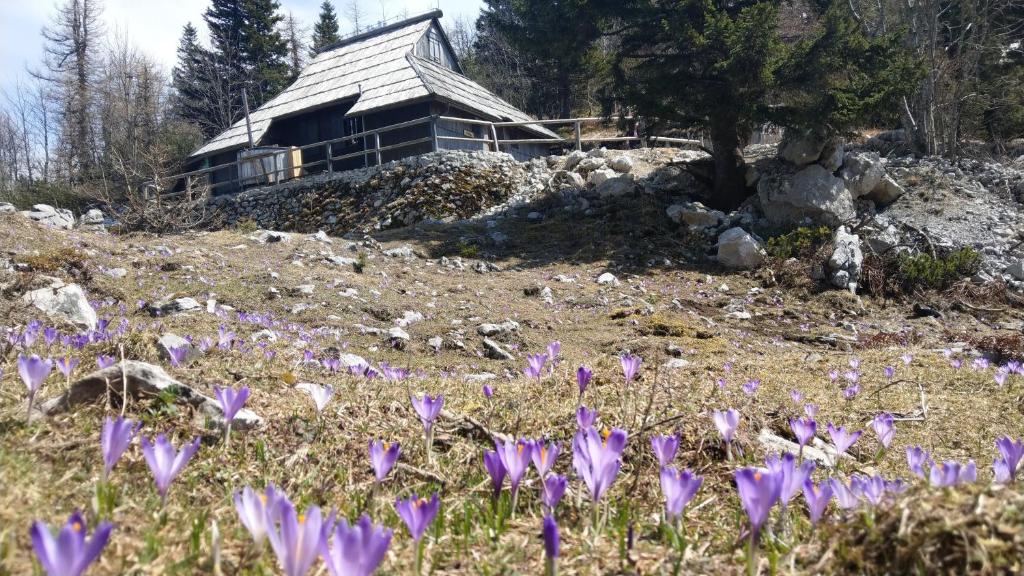 Chalet Pehta Velika Planina photo 4
