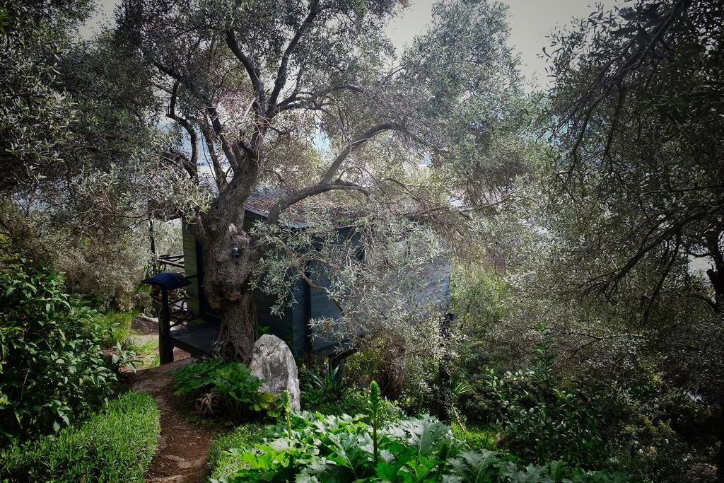 Magical Treehouse Cabin by the sea with amazing views photo 2