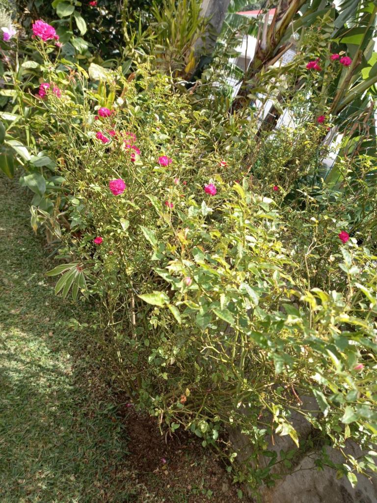 ZEN SOUFRIERE photo 2