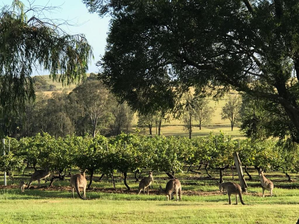 Kinloch Cottage renovated to new on Daisy Hill Vineyard photo 4