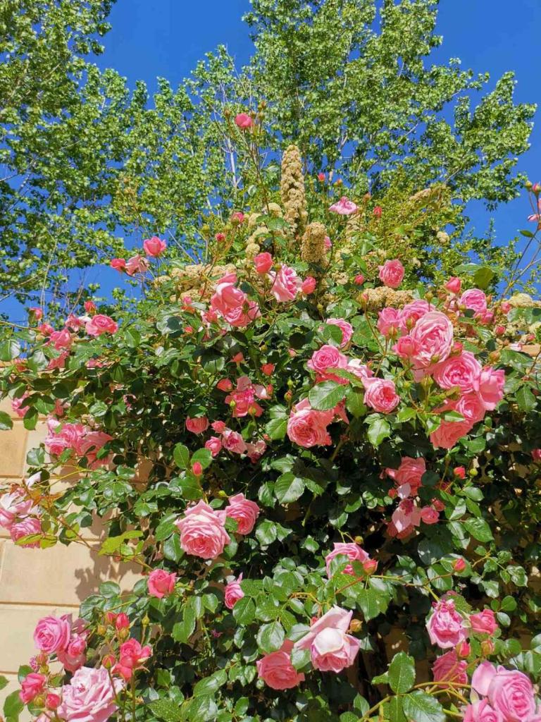 House of Roses photo 1