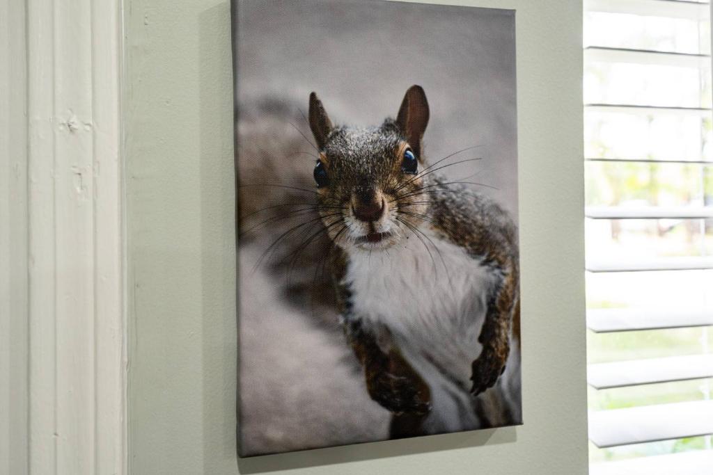 The Nutty Squirrel! photo 2