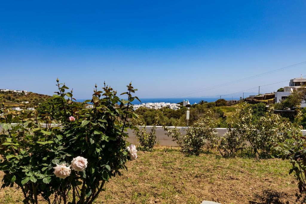 Eutuxia Rooms & Studios photo 4