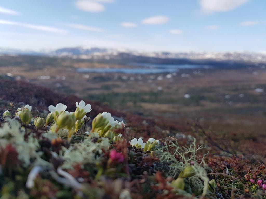 Renfjällsgården photo 3