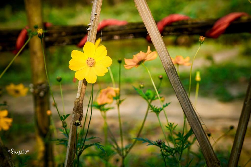 Lotus Farmstay Hue