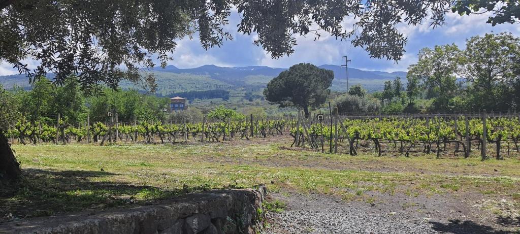 La finestra sul vigneto photo 2