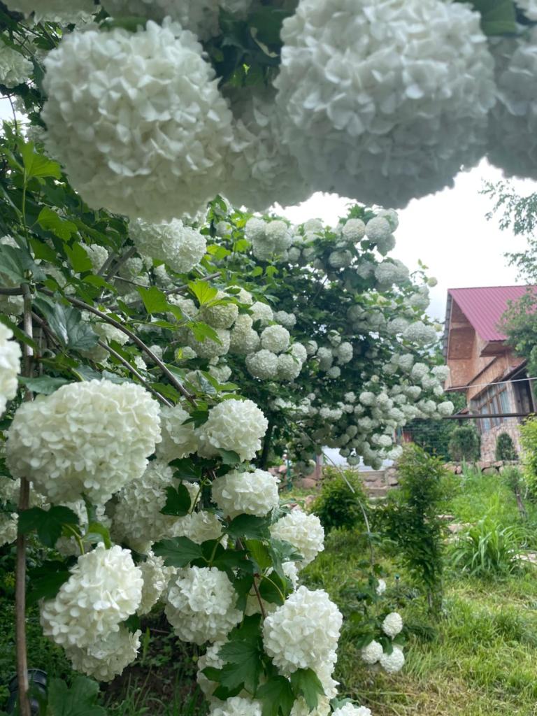 Chimgan Apple Garden photo 1