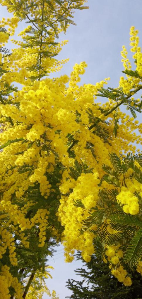 locazione mimosa con giardino photo 2