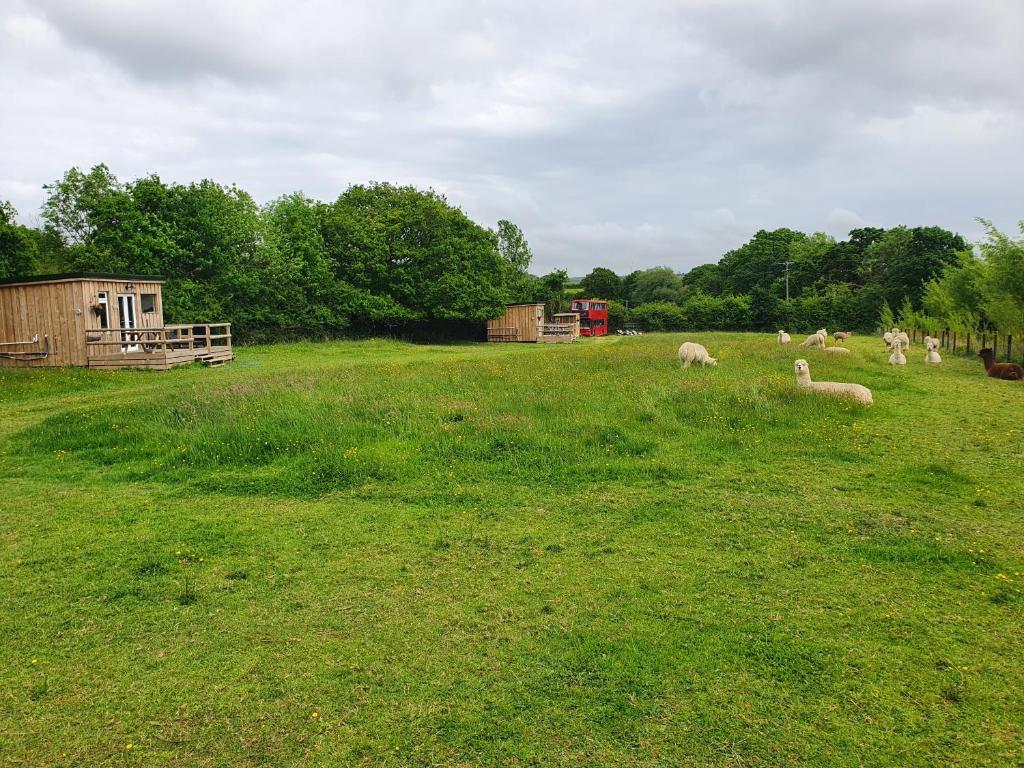 Double Decker Bus on an Alpaca Farm Sleeps 8 - Tap to explore photos
